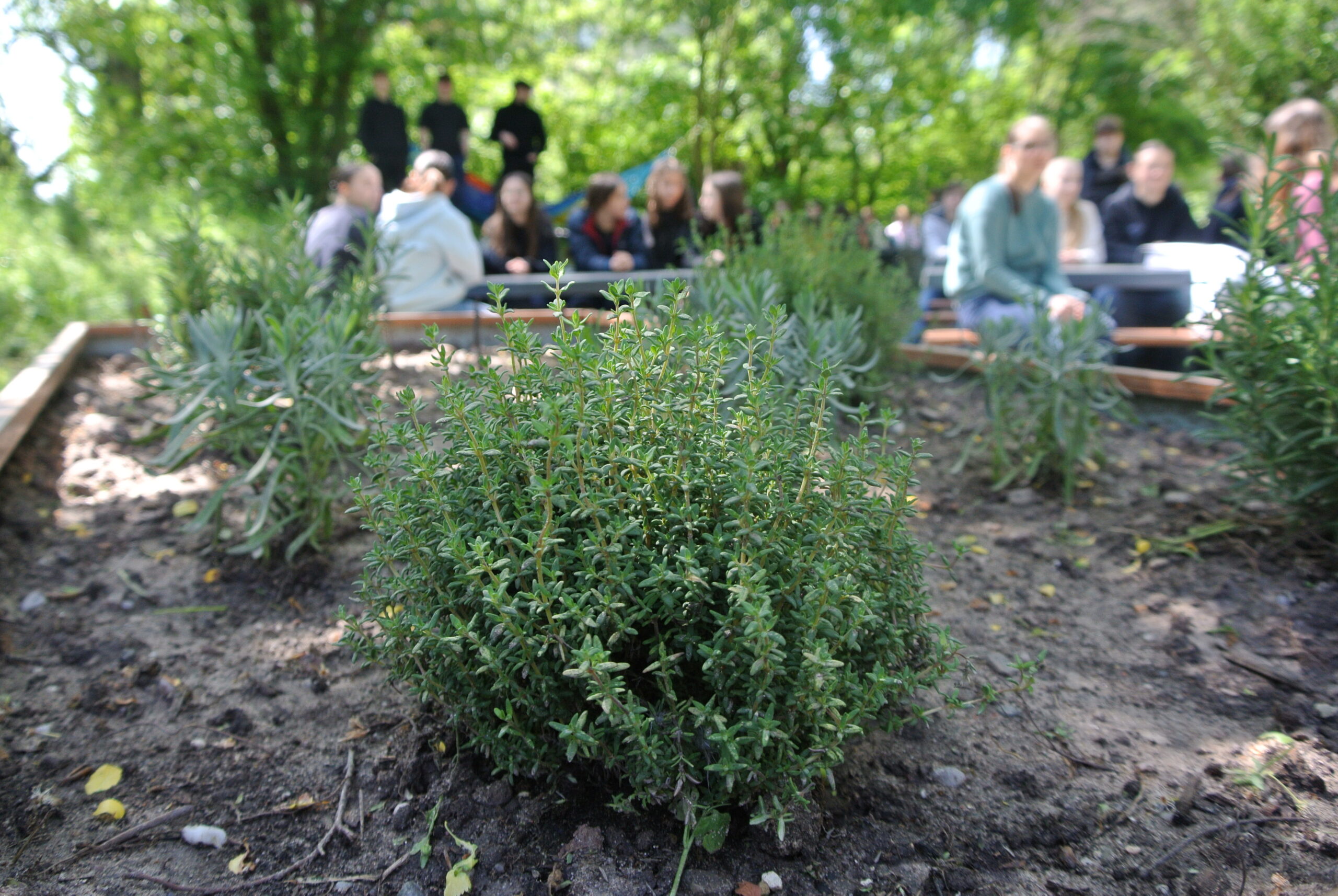 Hochbeet im Schulgarten